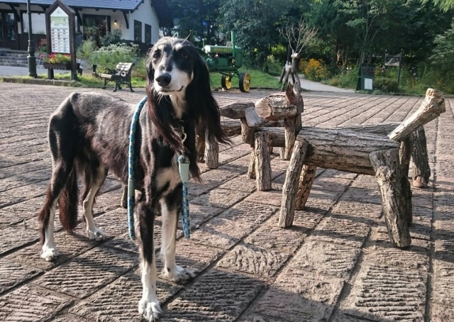 公園で遊ぶサルーキ犬