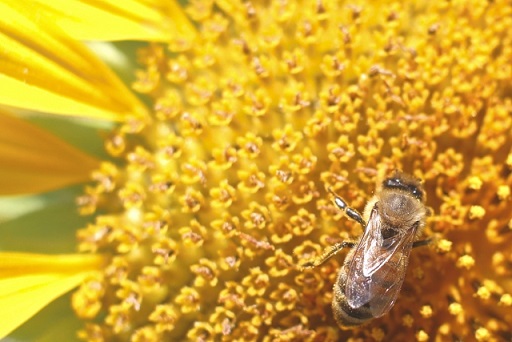 ひまわりの花にとまっている蜜蜂