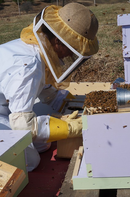 蜂の巣箱を点検する養蜂家