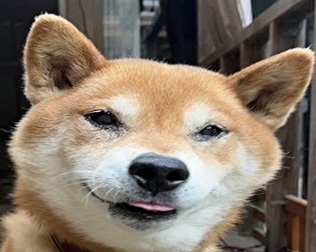 �O���B���̎Č��P�Q��