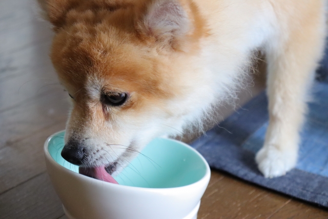 ご飯を食べる子犬