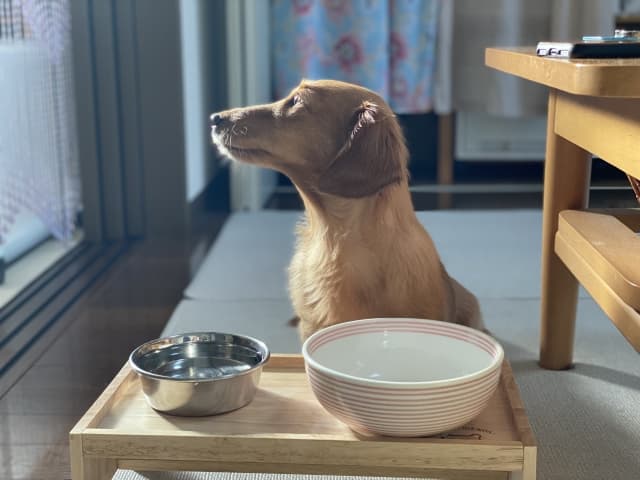 食事を待っている犬