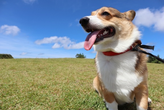 野原で遊ぶコーギー犬