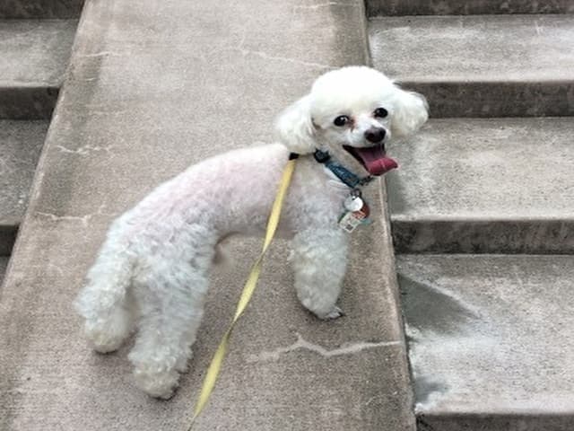 �O���B���C���Ɛf�f���ꂽ�g�C�v�[�h���X��