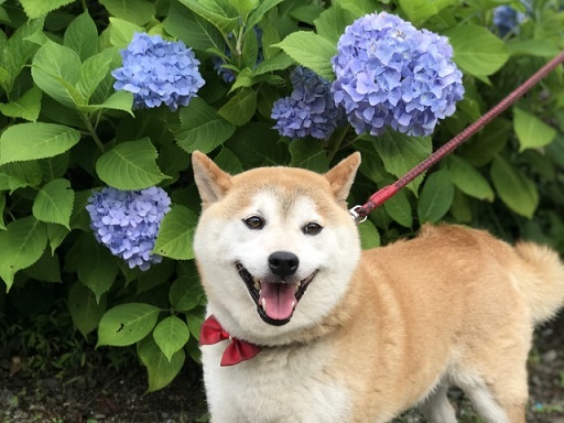 花と戯れる柴犬