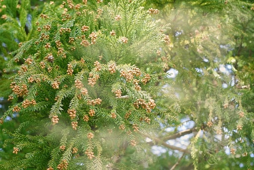 飛散する杉花粉