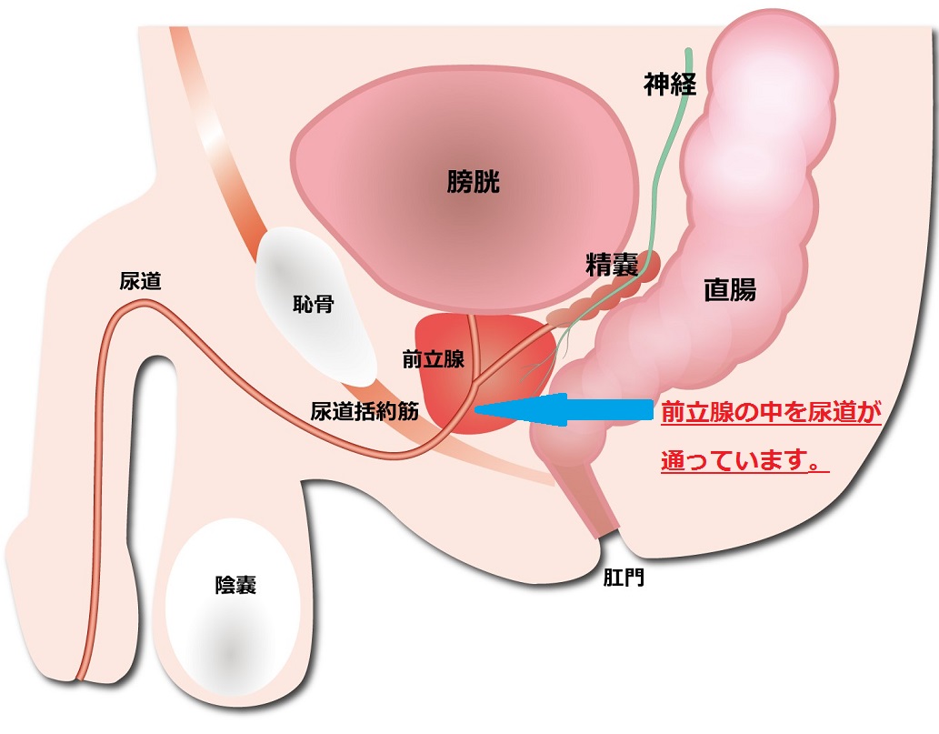 前立腺の中を通る尿道